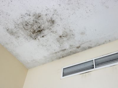 mold 